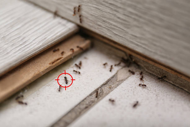 Best Spider Control Near Me  in Madison Center, CT