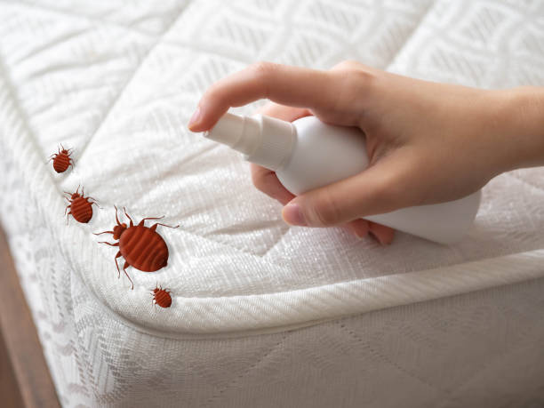 Best Pest Control Treatment  in Madison Center, CT