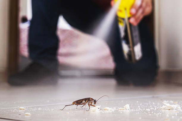 Best Best Pest Control Companies  in Madison Center, CT