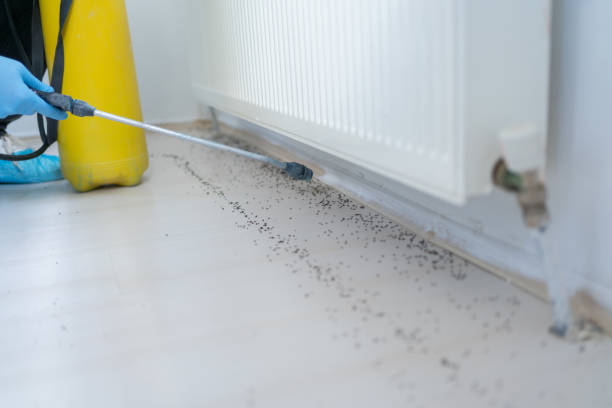 Best Local Pest Control Services  in Madison Center, CT